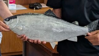 オランダ島サーモンの模型をご寄贈いただきました